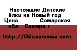 Настоящие Датские ёлки на Новый год › Цена ­ 2 900 - Самарская обл., Самара г.  »    